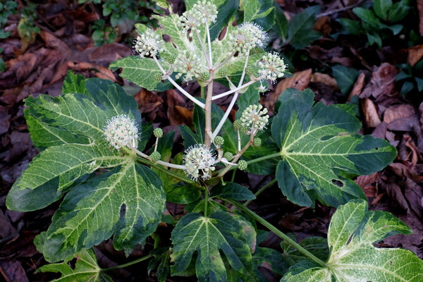 Image of Fatsia japonica 'Murakumo Nishiki'