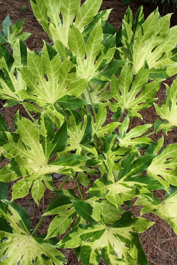 Image of Fatsia japonica 'Murakumo Nishiki' taken at J.C. Raulston Arboretum, NC