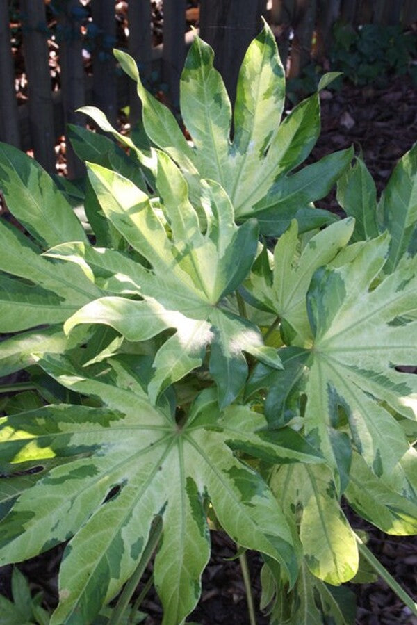 Image of Fatsia japonica 'Murakumo Nishiki'