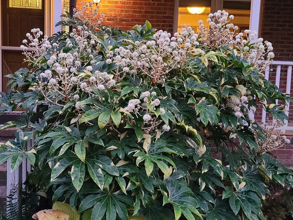 Image of Fatsia japonica 'Variegata' taken at Juniper Level Botanic Gdn, NC by JLBG