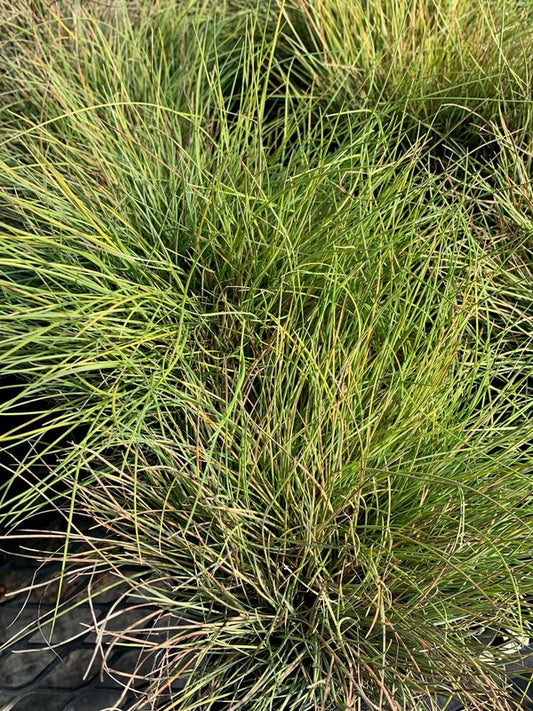 Image of Festuca glauca 'AmiGold' taken at Juniper Level Botanic Gdn, NC by C. Hardison