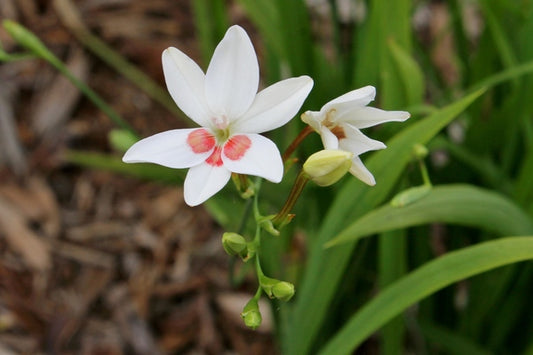 Image of Freesia laxa 'Joan Evans' taken at Juniper Level Botanic Gdn, NC by JLBG
