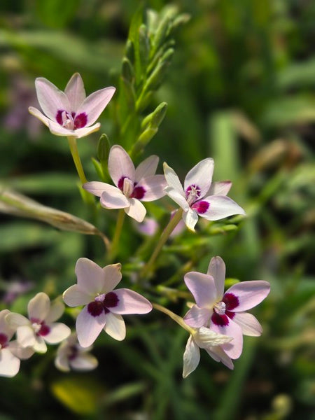 Perennial Cut Flowers | Cut Flower Plants