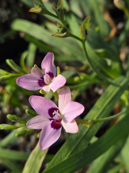Image of Freesia laxa 'Rainbow' taken at Juniper Level Botanic Gdn, NC by JLBG