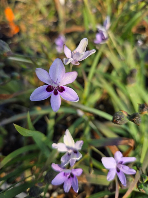 Image of Freesia laxa 'Rainbow' taken at Juniper Level Botanic Gdn, NC by JLBG