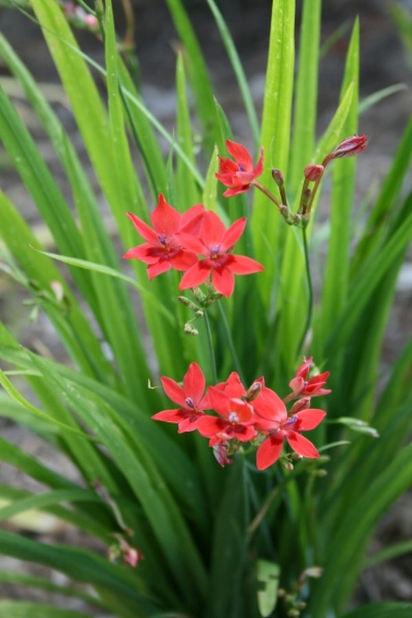Image of Freesia laxa taken at Juniper Level Botanic Gdn, NC by JLBG
