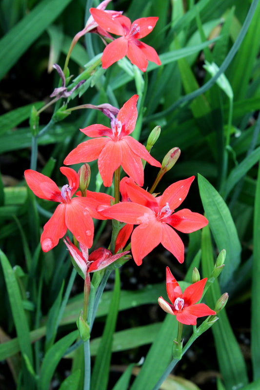 Image of Freesia laxa