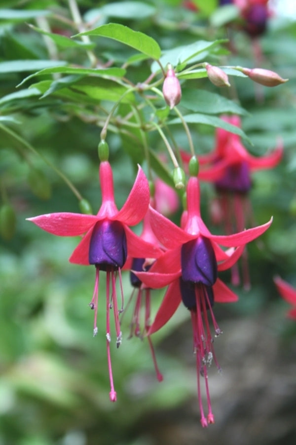 Image of Fuchsia 'Sanihanf'  taken at Juniper Level Botanic Gdn, NC by JLBG
