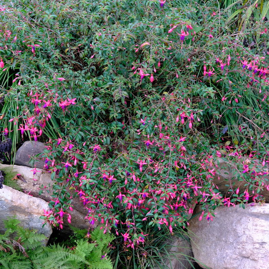 Image of Fuchsia 'Sanihanf'  taken at Juniper Level Botanic Gdn, NC by JLBG