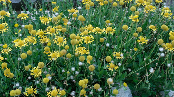 Image of Gaillardia aestivalis 'Glitz 'n Glamour' taken at Juniper Level Botanic Gdn, NC by JLBG