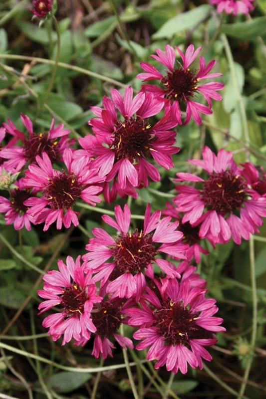 Image of Gaillardia aestivalis var. winkleri 'Grape Sensation' taken at Juniper Level Botanic Gdn, NC by JLBG