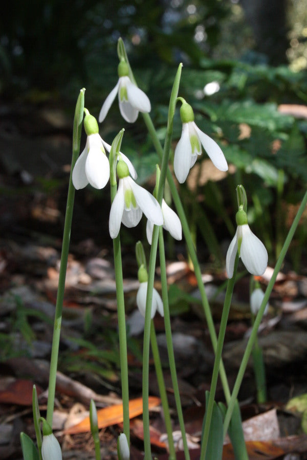 Image of Galanthus elwesii var. monostictus taken at Juniper Level Botanic Gdn, NC by JLBG
