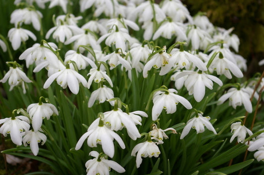 Image of Galanthus nivalis 'Flore Pleno' taken at J. Grimshaw Gdn, UK by J. Grimshaw