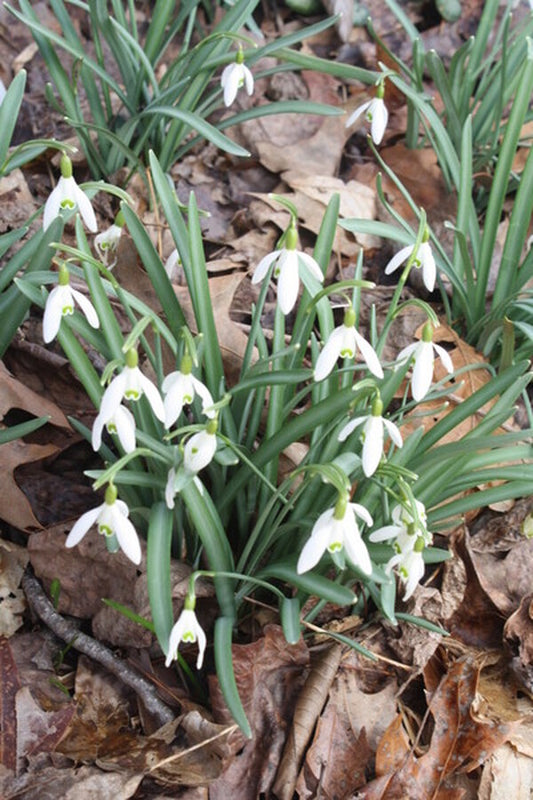 Image of Galanthus nivalis taken at Montrose Gdn, NC