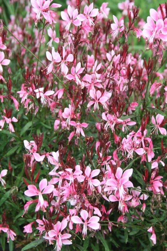 Image of Gaura lindheimeri 'Pink Cloud' taken at Juniper Level Botanic Gdn, NC by JLBG