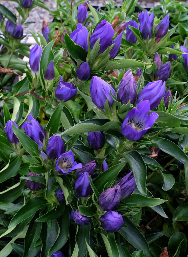 Image of Gentiana 'True Blue' PP 20,433 taken at Juniper Level Botanic Gdn, NC by JLBG