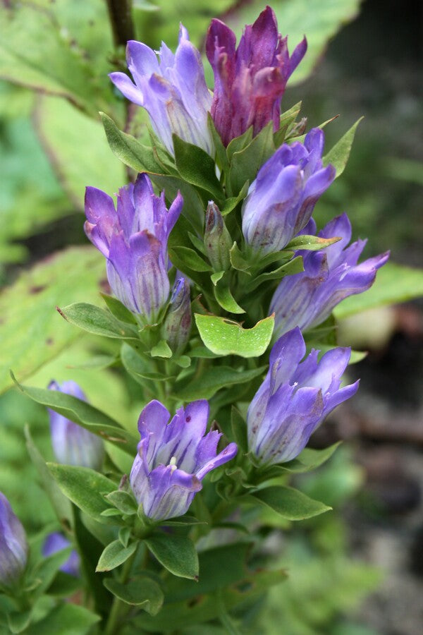 Image of Gentiana catesbyi taken at Juniper Level Botanic Gdn, NC by JLBG