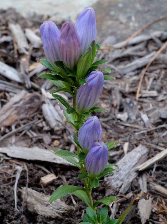 Image of Gentiana clausa taken at Juniper Level Botanic Gdn, NC by JLBG