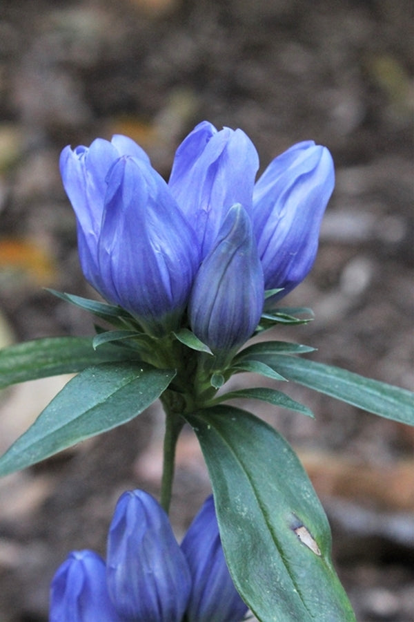 Image of Gentiana saponaria 'Rockford' taken at Juniper Level Botanic Gdn, NC by JLBG