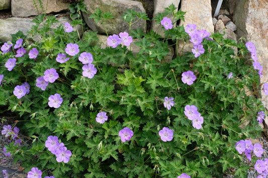 Image of Geranium 'Azure Rush' PP 22,684 taken at Juniper Level Botanic Gdn, NC