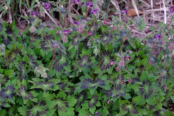 geranium plante Learn about Geranium phaeum 'Samobor' | Hardy Geranium