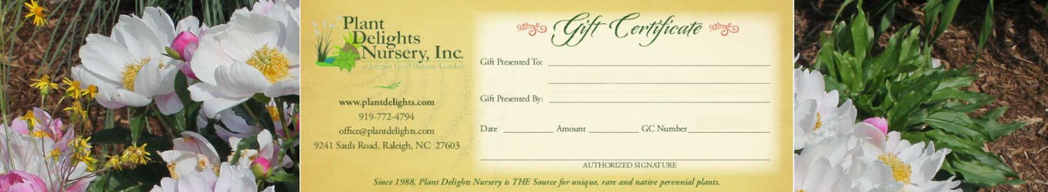A Plant Delights gift certificate image superimposed over Paeonia lactiflora blooming with white flowers