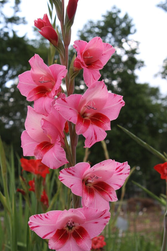 Image of Gladiolus 'Bibi' taken at Juniper Level Botanic Gdn, NC by JLBG