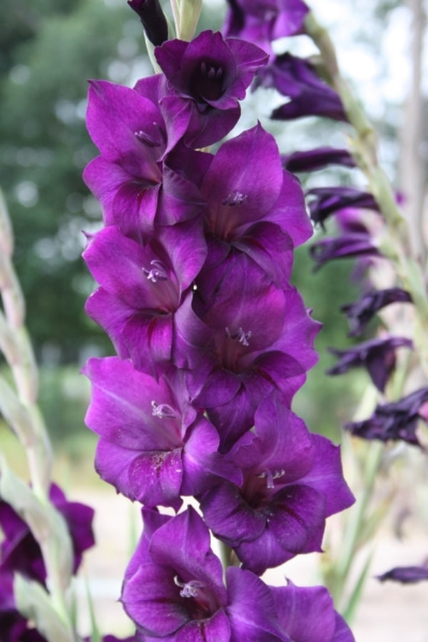 Image of Gladiolus 'Purple Prince' taken at Juniper Level Botanic Gdn, NC by JLBG