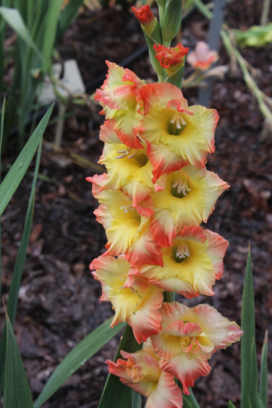Image of Gladiolus 'Sunset Sky' taken at Juniper Level Botanic Gdn, NC by JLBG