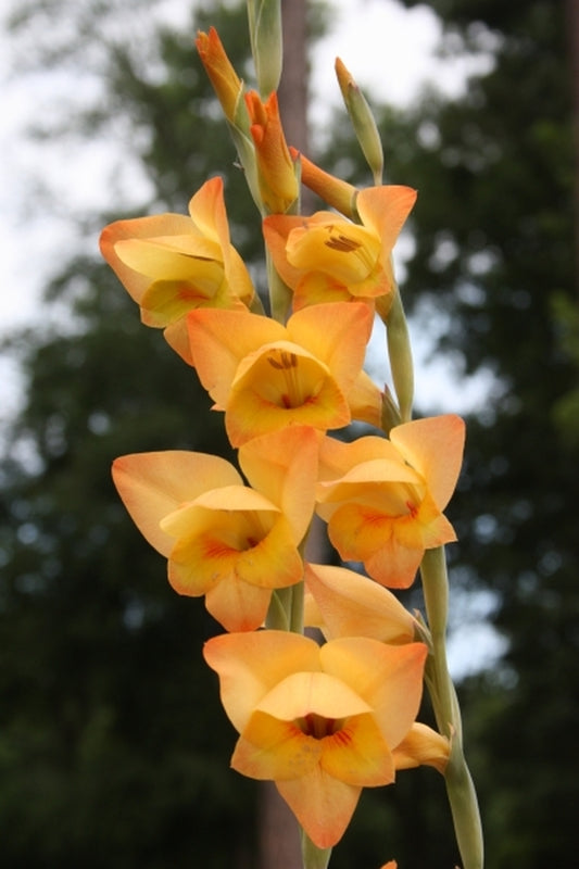 Image of Gladiolus dalenii 'Boone' taken at Juniper Level Botanic Gdn, NC by JLBG