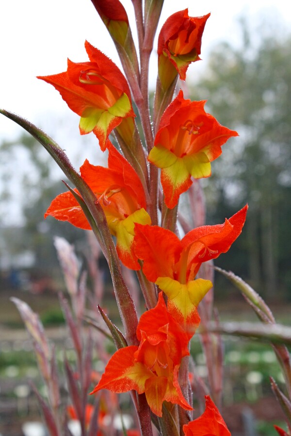 Image of Gladiolus dalenii 'Halloweenie'