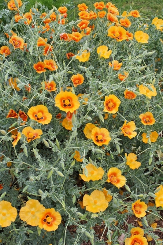 Image of Glaucium grandiflorum taken at Juniper Level Botanic Gdn, NC by JLBG