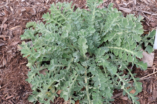 Image of Glaucium grandiflorum taken at Juniper Level Botanic Gdn, NC by JLBG