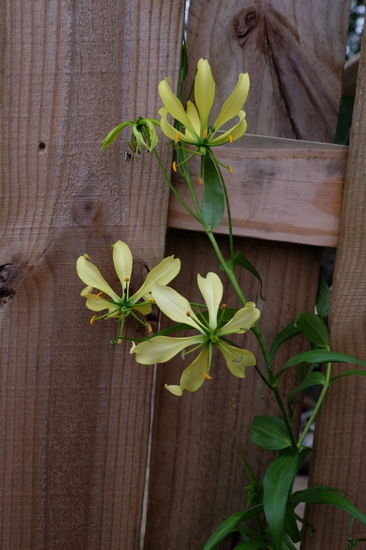 Image of Gloriosa simplex taken at Juniper Level Botanic Gdn, NC