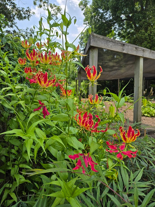 Image of Gloriosa simplex taken at Juniper Level Botanic Gdn, NC by JLBG