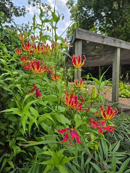 lily the plant Gloriosa simplex