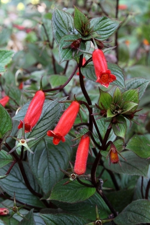 Image of Gloxinia 'Little Red' taken at Juniper Level Botanic Gdn, NC by JLBG