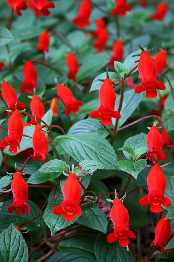 Image of Gloxinia nematanthodes 'Evita' taken at Juniper Level Botanic Gdn, NC by JLBG