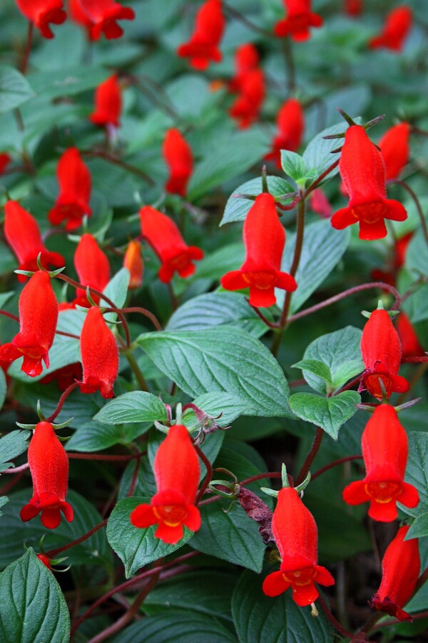 Image of Gloxinia nematanthodes 'Evita' taken at Juniper Level Botanic Gdn, NC by JLBG