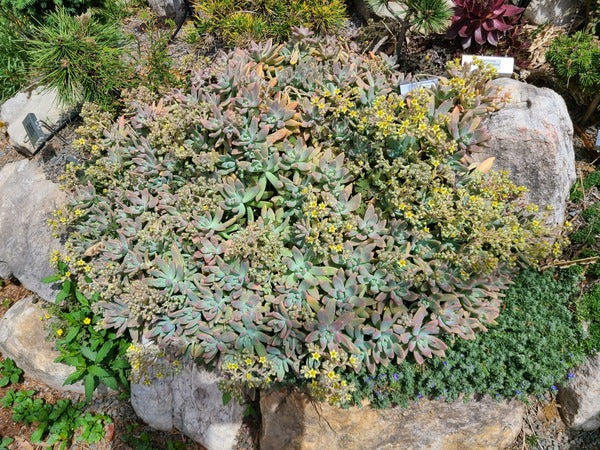 vera higgins succulent Graptosedum Vera Higgins