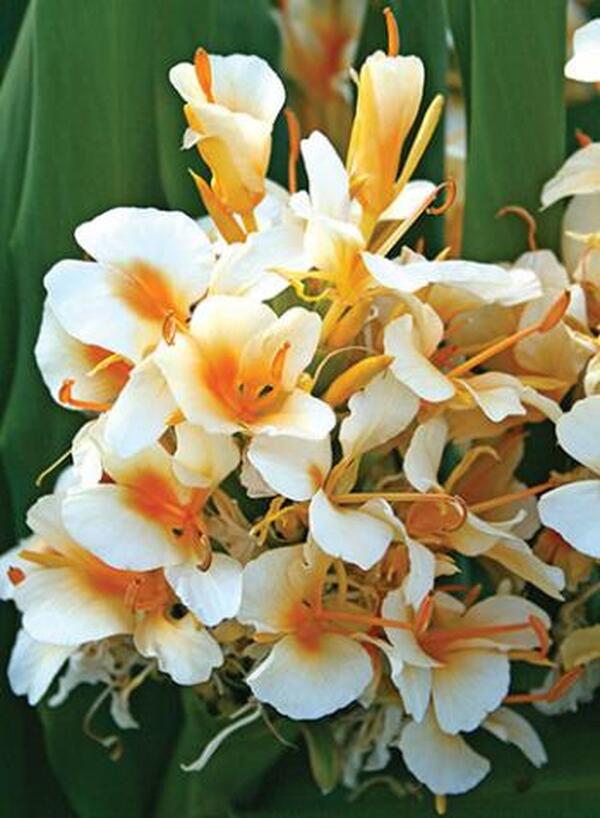Image of Hedychium 'Daniel Weeks' taken at Juniper Level Botanic Gdn, NC by JLBG