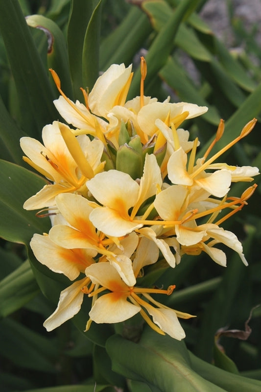 Image of Hedychium 'Daniel Weeks' taken at Juniper Level Botanic Gdn, NC by JLBG
