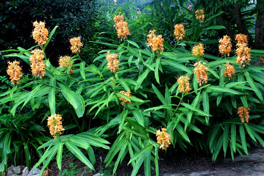 Image of Hedychium 'Kin Ôgi' taken at Juniper Level Botanic Gdn, NC by JLBG