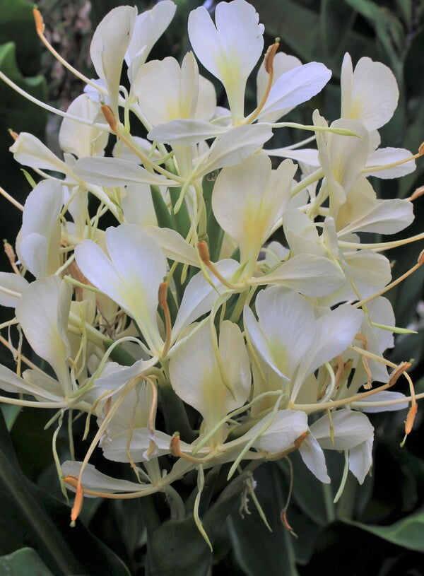 Image of Hedychium 'Tai Monarch' taken at Juniper Level Botanic Gdn, NC by JLBG