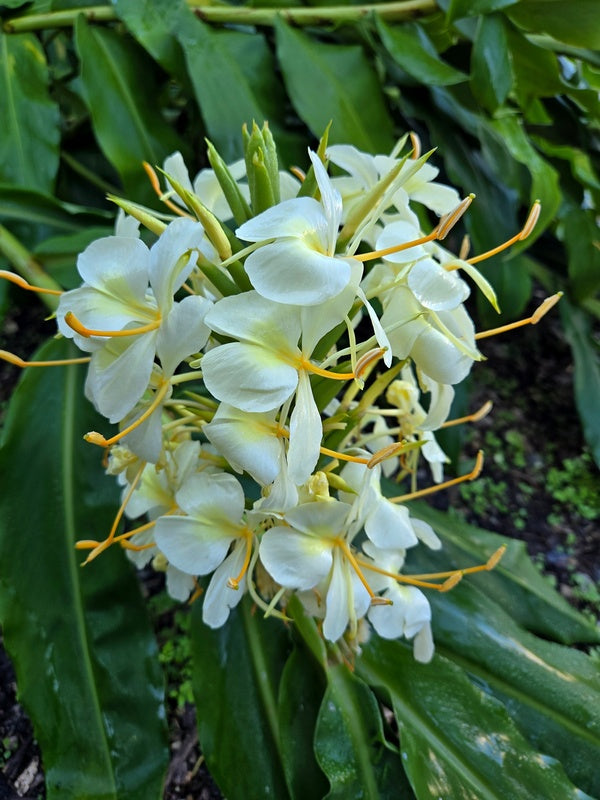 Image of Hedychium 'Tai Monarch' taken at Juniper Level Botanic Gdn, NC by JLBG
