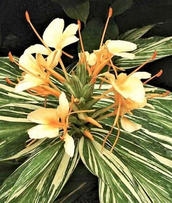 Image of Hedychium 'Vanilla Ice' taken at J. Yourch Gdn, NC by J. Yourch