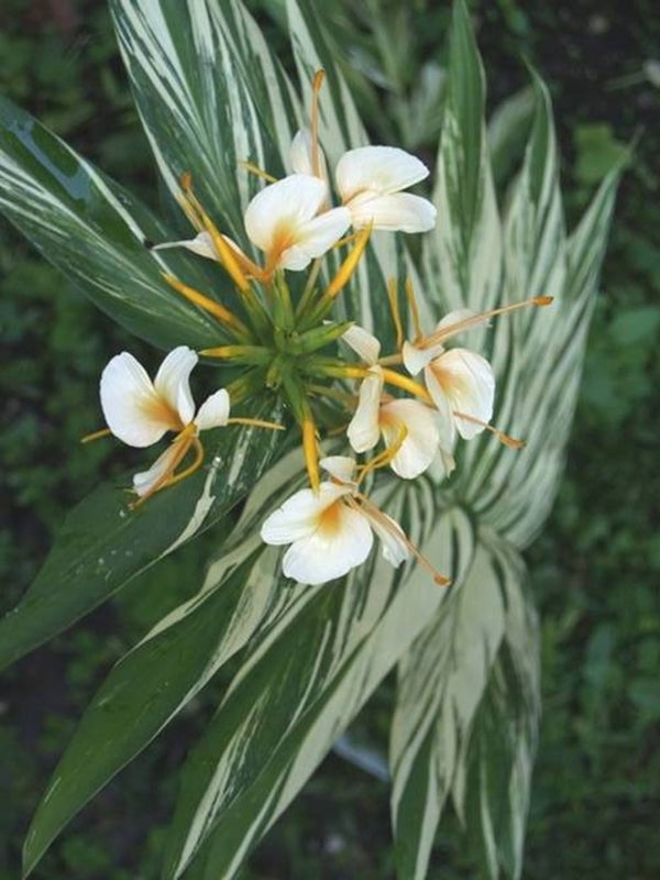Image of Hedychium 'Vanilla Ice' taken at J. Yourch Gdn, NC by J. Yourch