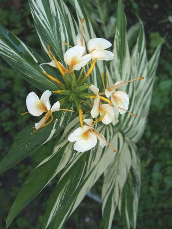 vanilla lily flower Hedychium Vanilla Ice