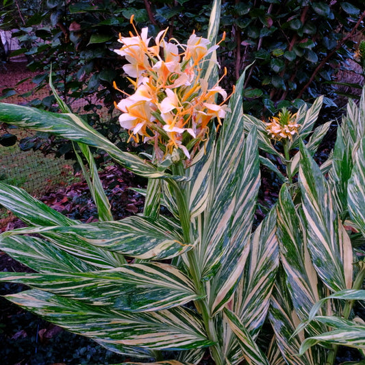 Image of Hedychium 'Vanilla Ice' taken at Juniper Level Botanic Gdn, NC by JLBG