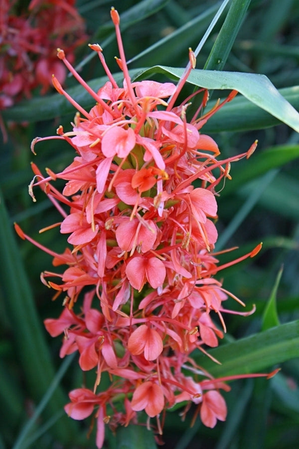 red ginger lily flower Hedychium 'Slim's Orange'